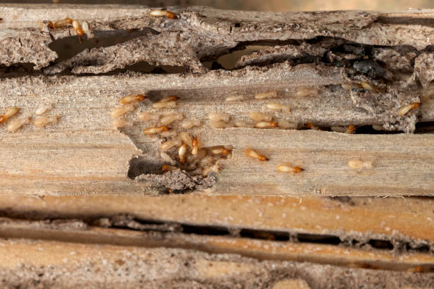 Best Wildlife Control Services  in Bluffdale, UT